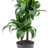 Dracaena Dorado - Drakenbloedboom