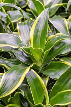 Dracaena Dorado - Drakenbloedboom