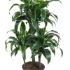 Dracaena Dorado - Drakenbloedboom