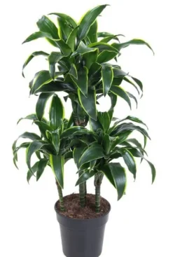 Dracaena Dorado - Drakenbloedboom
