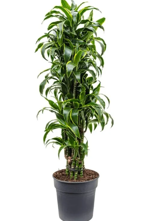 Dracaena dorado - Drakenbloedboom