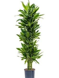 Dracaena golden coast