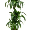 Dracaena hawaiian sunshine - Drakenbloedboom