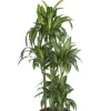 Dracaena Hawaiian Sunshine - Drakenbloedboom