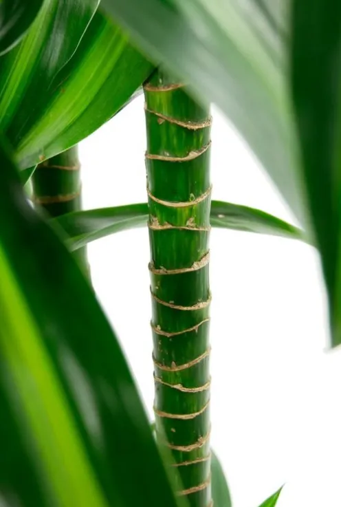 Dracaena Hawaiian Sunshine - Drakenbloedboom
