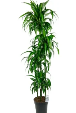 Dracaena Hawaiian Sunshine - Drakenbloedboom