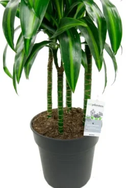 Dracaena Hawaiian Sunshine - Drakenbloedboom