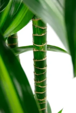 Dracaena Hawaiian Sunshine - Drakenbloedboom