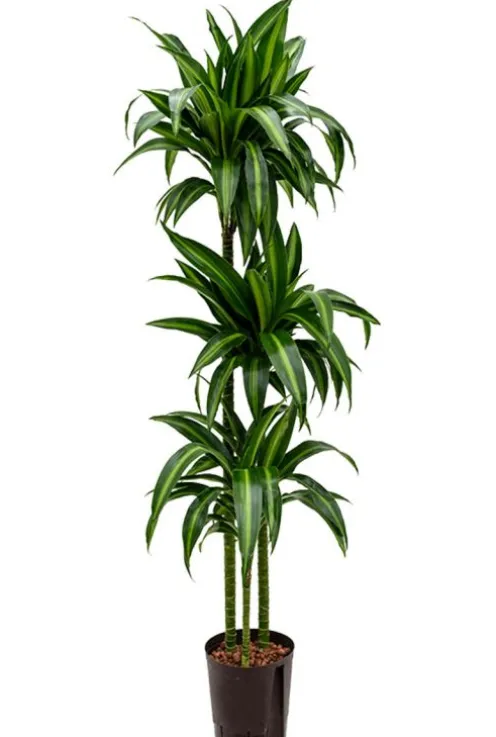 Dracaena hawaiian sunshine - Drakenbloedboom