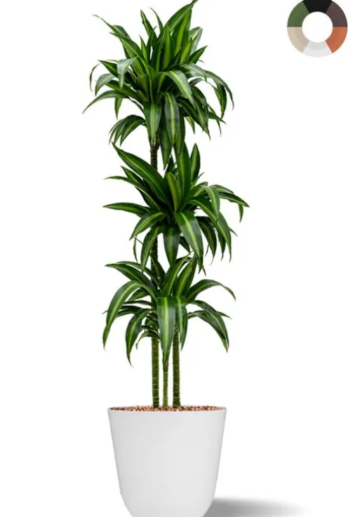 Dracaena hydroplant in bloempot