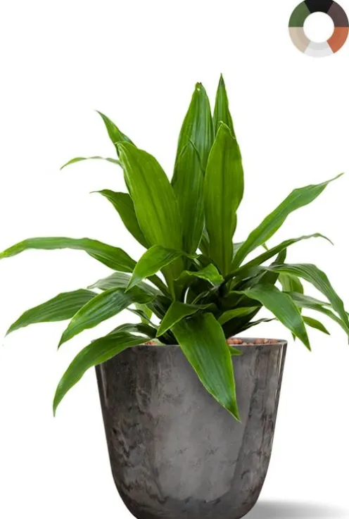 Dracaena hydroplant in pot