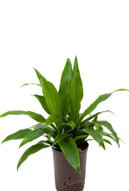 Dracaena janet craig - Drakenbloedboom