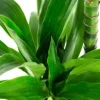 Dracaena Janet Craig - Drakenbloedboom