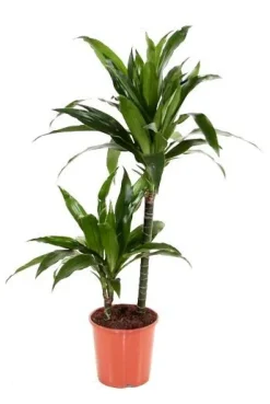 Dracaena Janet Craig - Drakenbloedboom