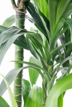 Dracaena Janet Craig - Drakenbloedboom