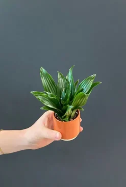 Dracaena Janet Craig - Stekje