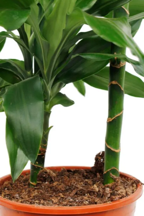 Dracaena Janet Lind - Drakenbloedboom