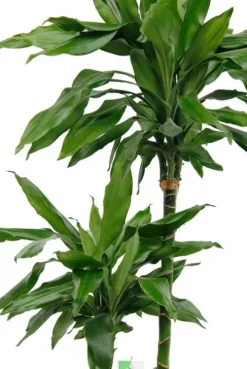 Dracaena Janet Lind - Drakenbloedboom
