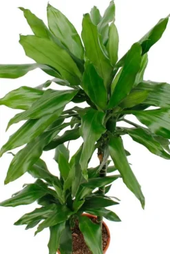 Dracaena Janet Lind - Drakenbloedboom