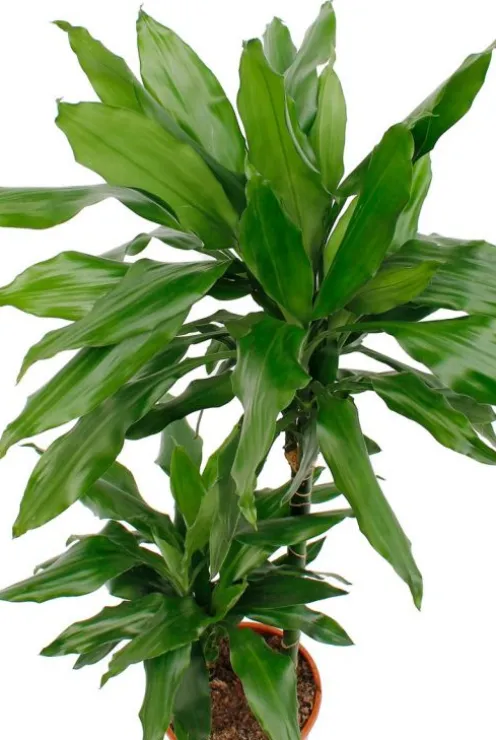 Dracaena Janet Lind - Drakenbloedboom