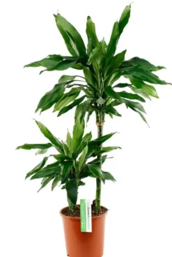 Dracaena Janet Lind - Drakenbloedboom