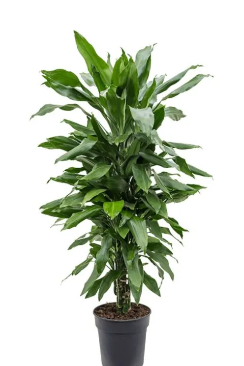 Dracaena Janet Lind - Drakenbloedboom