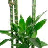 Dracaena Janet Lind - Drakenbloedboom