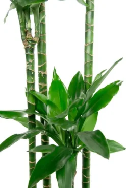 Dracaena Janet Lind - Drakenbloedboom
