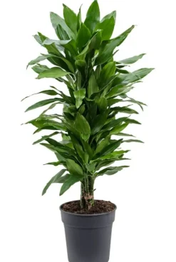 Dracaena Janet Lind - Drakenbloedboom
