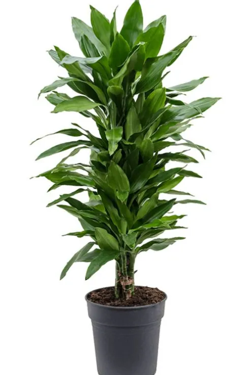 Dracaena Janet Lind - Drakenbloedboom