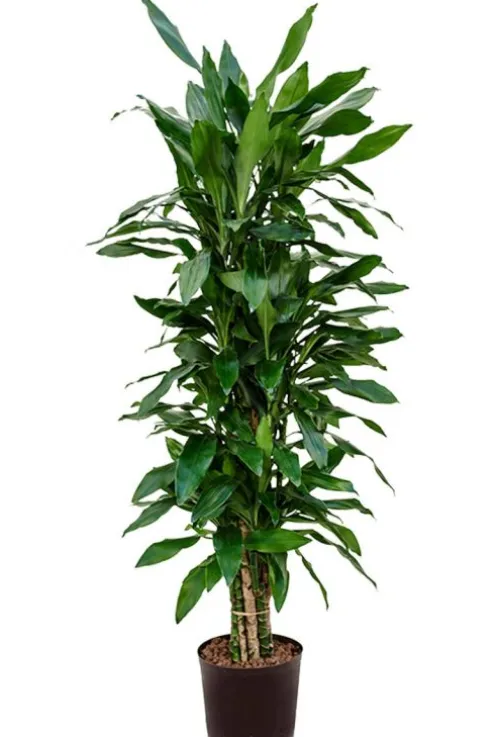 Dracaena janet lind - Drakenbloedboom