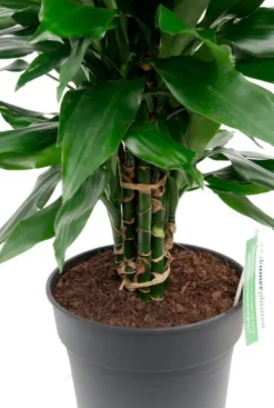 Dracaena Janet Lind - Drakenbloedboom