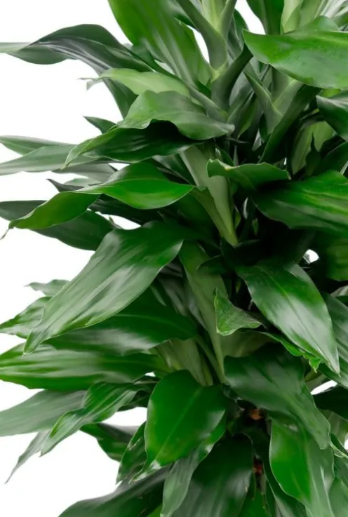 Dracaena Janet Lind - Drakenbloedboom