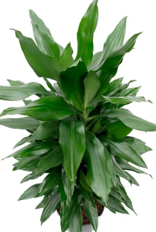 Dracaena Janet Lind - Drakenbloedboom