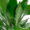 Dracaena Janet Lind - Drakenbloedboom