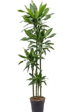 Dracaena Janet Lind - Drakenbloedboom