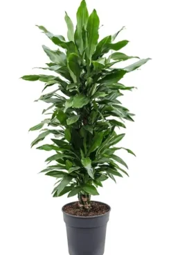 Dracaena Janet Lind - Drakenbloedboom