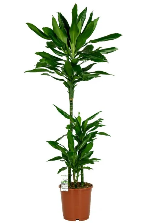 Dracaena Janet Lind - Drakenbloedboom