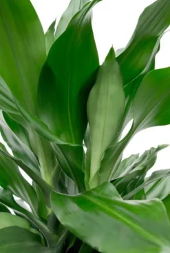Dracaena Janet Lind - Drakenbloedboom