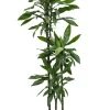 Dracaena Janet Lind - Drakenbloedboom