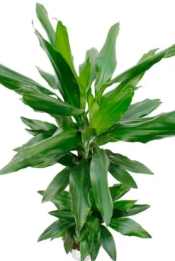 Dracaena Janet Lind - Drakenbloedboom