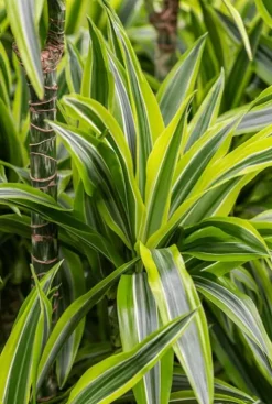 Dracaena lemon lime - Drakenbloedboom