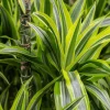 Dracaena lemon lime - Drakenbloedboom