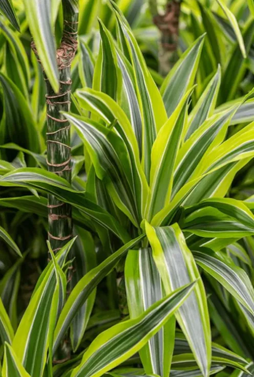 Dracaena lemon lime - Drakenbloedboom