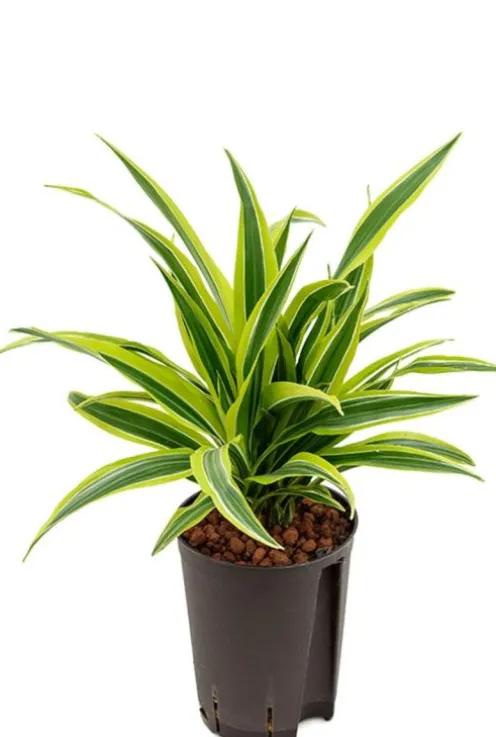 Dracaena lemon lime - Drakenbloedboom