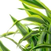 Dracaena lemon lime - Drakenbloedboom
