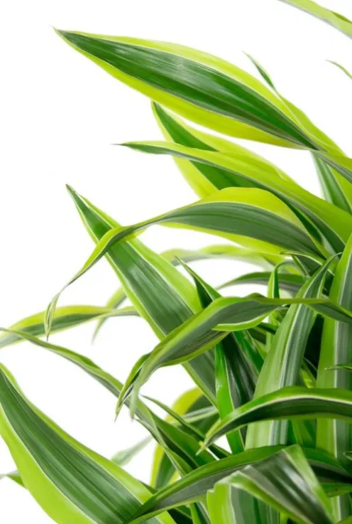 Dracaena lemon lime - Drakenbloedboom