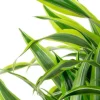 Dracaena lemon lime - Drakenbloedboom