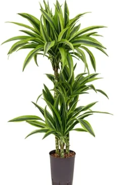 Dracaena lemon lime - Drakenbloedboom