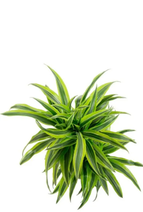 Dracaena Lemon Lime - Drakenbloedboom